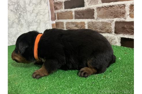 成約済の愛知県のミックス犬-377552の5枚目