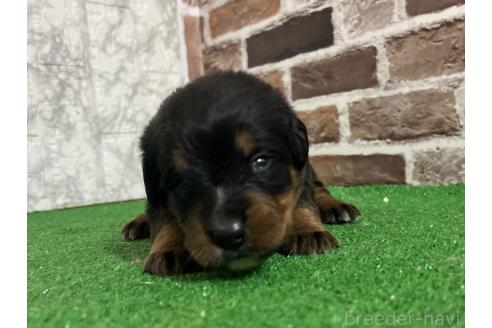 成約済の愛知県のミックス犬-377552の3枚目