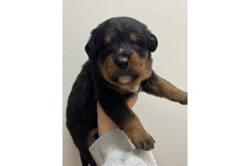 成約済の愛知県のミックス犬-377552の2枚目