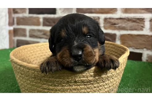 成約済の愛知県のミックス犬-377552の1枚目