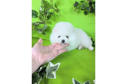 子犬
