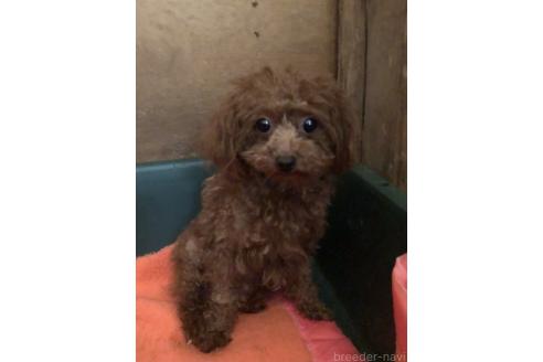 テディちゃん1枚目