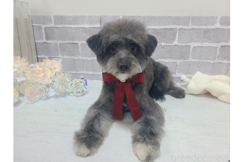 成約済の東京都のミックス犬-313006の6枚目