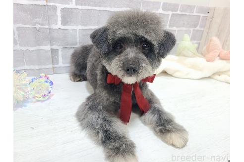 成約済の東京都のミックス犬-313006の5枚目
