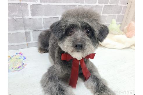 成約済の東京都のミックス犬-313006の4枚目