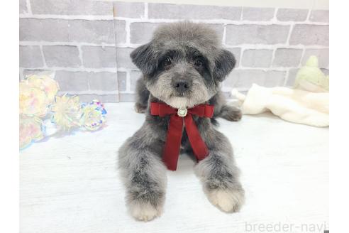 成約済の東京都のミックス犬-313006の1枚目