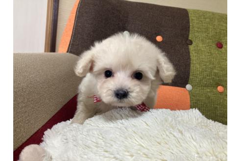 成約済の福岡県のマルプー:マルチーズ×トイプードル-377594の2枚目