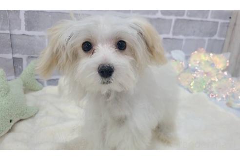 販売中の東京都のマルキー:マルチーズ×ヨークシャーテリア-352368の7枚目