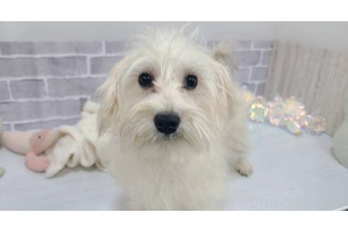 成約済の東京都のミックス犬-319294の2枚目