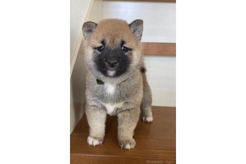 成約済の茨城県の豆柴-376144の2枚目