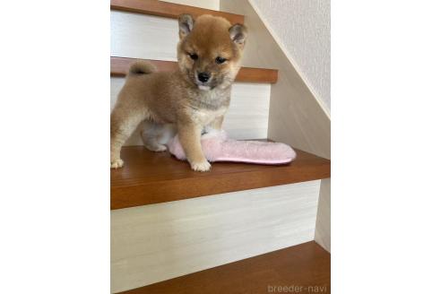 成約済の茨城県の豆柴-373172の4枚目