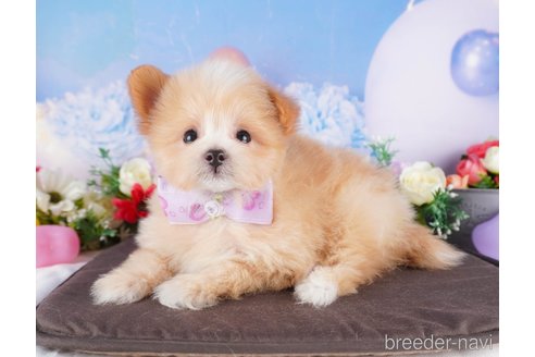 成約済の栃木県のミックス犬-377787の3枚目