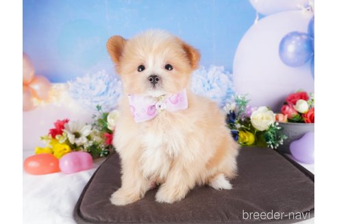 成約済の栃木県のミックス犬-377787の6枚目