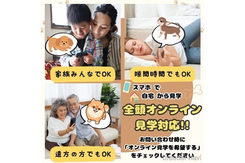 成約済の埼玉県のトイプードル-377578の14枚目