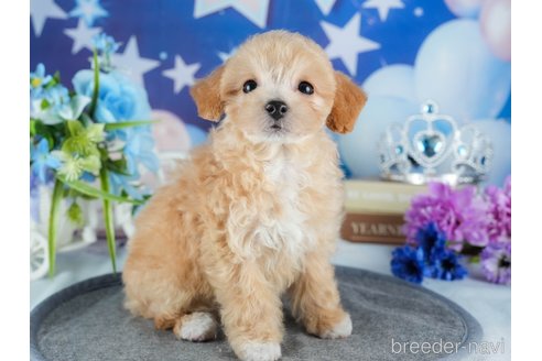 成約済の茨城県のビションプー:ビションフリーゼ×トイプードル-377963の7枚目