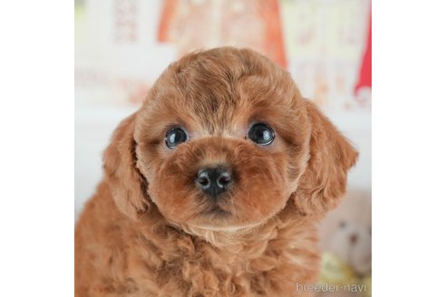 成約済の茨城県のトイプードル-377948の7枚目