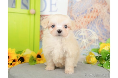 成約済の神奈川県のマルプー:マルチーズ×トイプードル-377827の9枚目