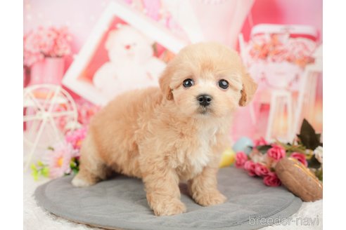 成約済の神奈川県のマルプー:マルチーズ×トイプードル-377825の5枚目