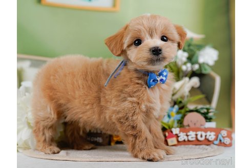 成約済の神奈川県のマルプー:マルチーズ×トイプードル-377785の9枚目