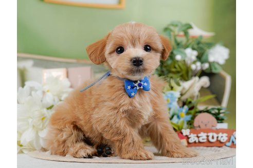成約済の神奈川県のマルプー:マルチーズ×トイプードル-377785の10枚目