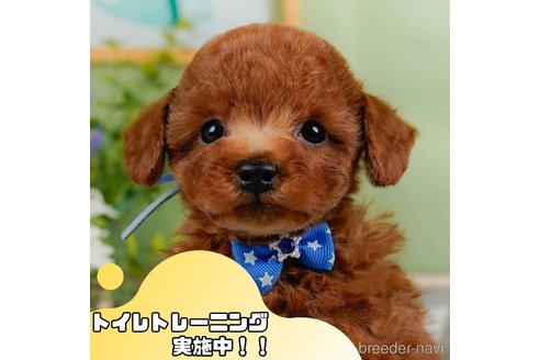 販売中の静岡県のトイプードル-377651