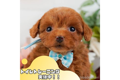 成約済ののトイプードル-377652