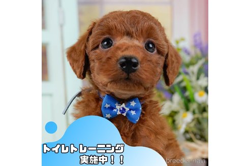 成約済の静岡県のトイプードル-377653の1枚目
