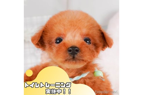 販売中の静岡県のトイプードル-377655