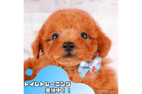 成約済の静岡県のトイプードル-377657の1枚目