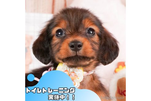 販売中の静岡県のミニチュアダックスフンド(ロングヘアード)-377660