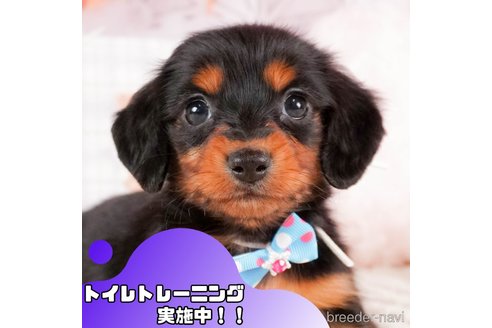 成約済の静岡県のミニチュアダックスフンド(ロングヘアード)-377663の1枚目
