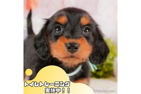 販売中の静岡県のミニチュアダックスフンド(ロングヘアード)-377666