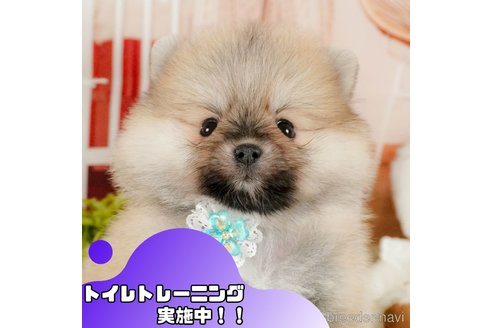 成約済ののポメラニアン-377671