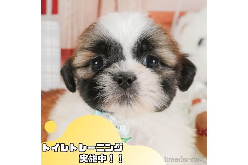 販売中の静岡県のシーズー-377689