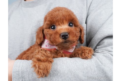 成約済の群馬県のトイプードル-377674の4枚目