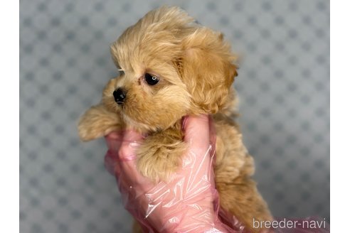 成約済の東京都のミックス犬-377619の5枚目