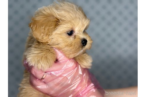 成約済の東京都のミックス犬-377619の6枚目
