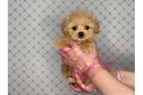 成約済の東京都のミックス犬-377619の7枚目