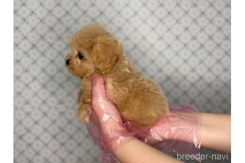 成約済の東京都のミックス犬-377619の8枚目