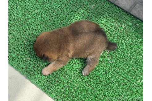 成約済の岡山県の柴犬-377667の5枚目