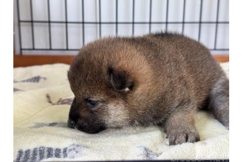 成約済の岡山県の柴犬-377667の4枚目