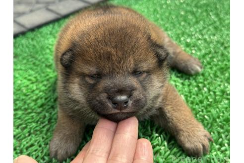 成約済の岡山県の柴犬-377667の2枚目