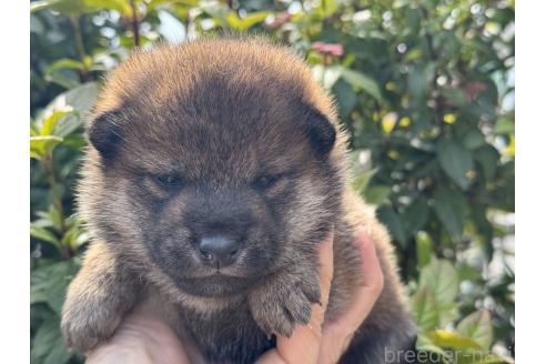 成約済の岡山県の柴犬-377667の1枚目