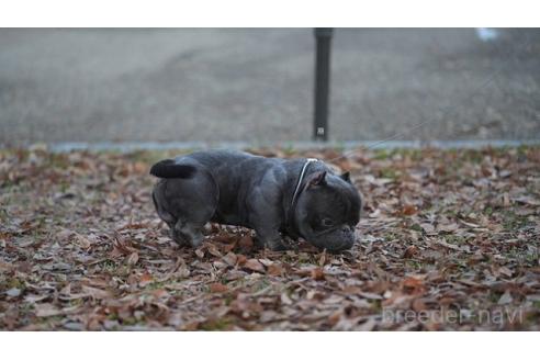 成約済の京都府のエキゾチックブリー-377677の2枚目