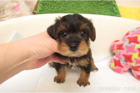 成約済の大阪府のミックス犬-377684の1枚目