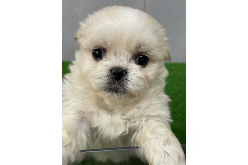 成約済ののミックス犬-373828