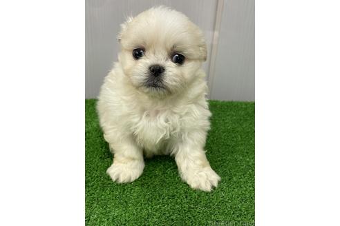 成約済の滋賀県のミックス犬-373828の4枚目