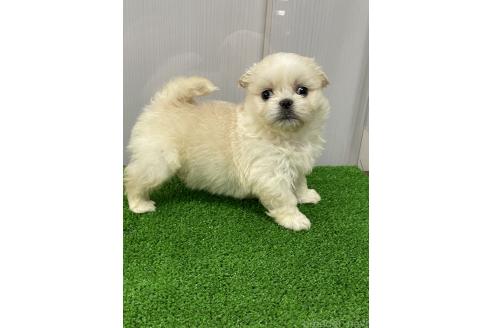 成約済の滋賀県のミックス犬-373828の3枚目