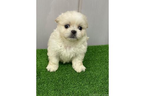 成約済の滋賀県のミックス犬-373828の2枚目