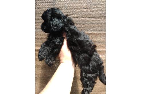 成約済の沖縄県のミックス犬-377708の3枚目